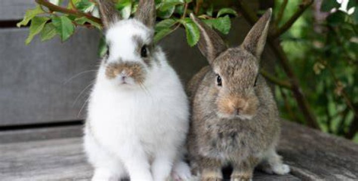 Can bunnies live outside?