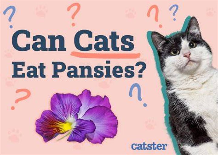 Can u eat pansies? | ContextResponse.com