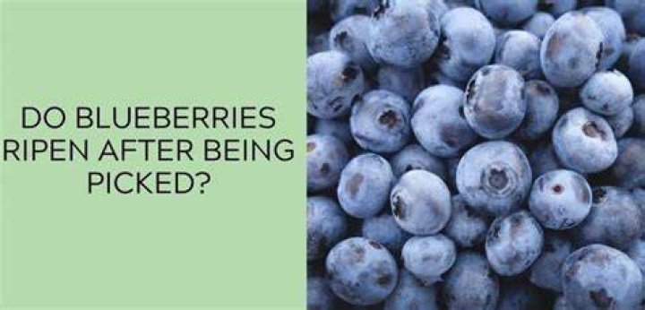 Do blueberries ripen once picked?