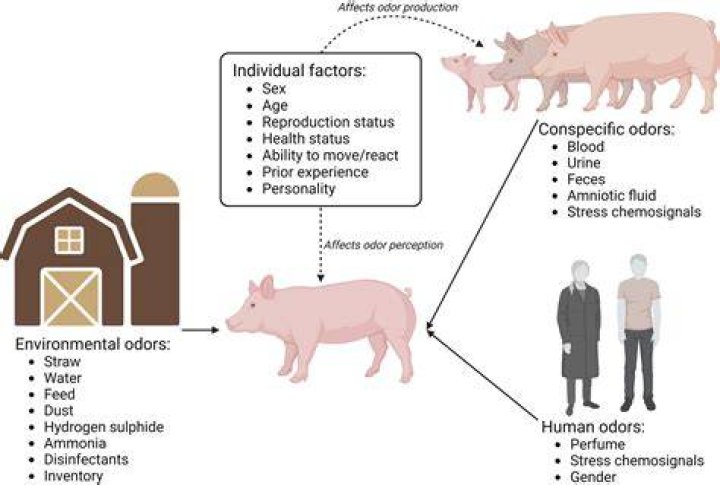 Do indoor pigs smell?