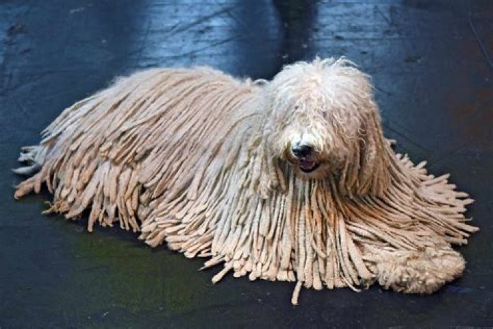 Do Komondor dogs shed?