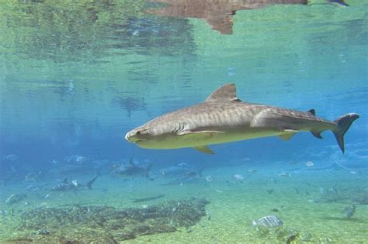 Do sharks sink when they stop swimming?