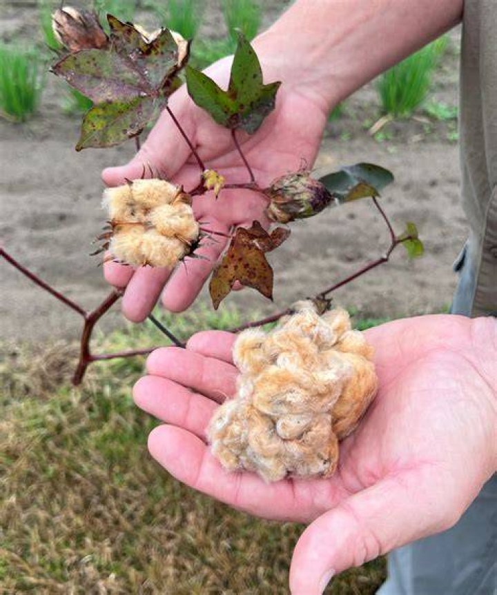 How do you grow cotton from seed?