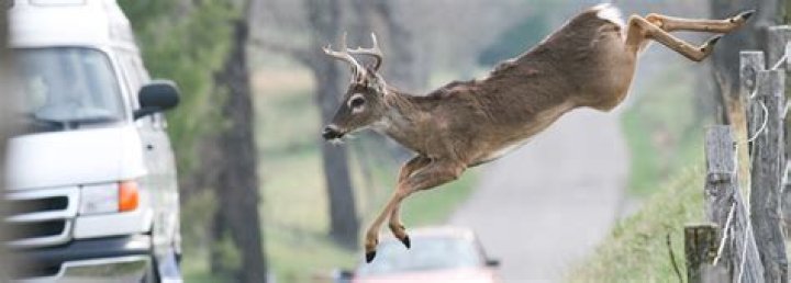 How do you keep deer from running in front of car?