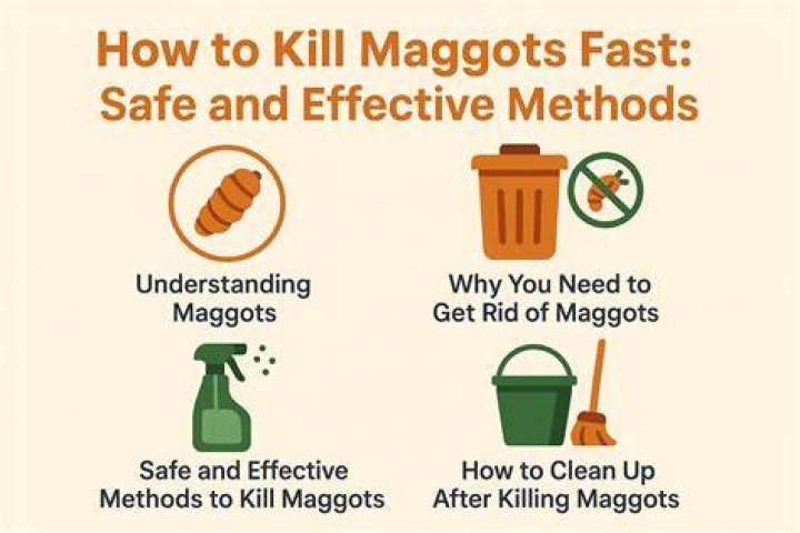 How do you kill maggots in a wound?