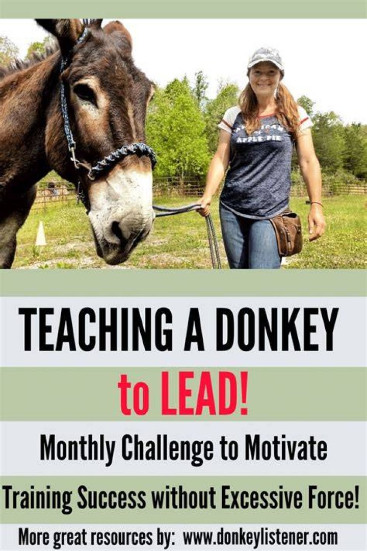 How do you lead a donkey to train?
