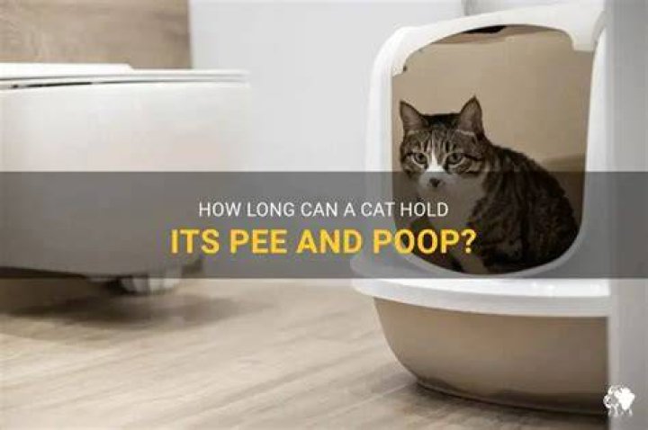 How long can a cat hold their poop and pee?