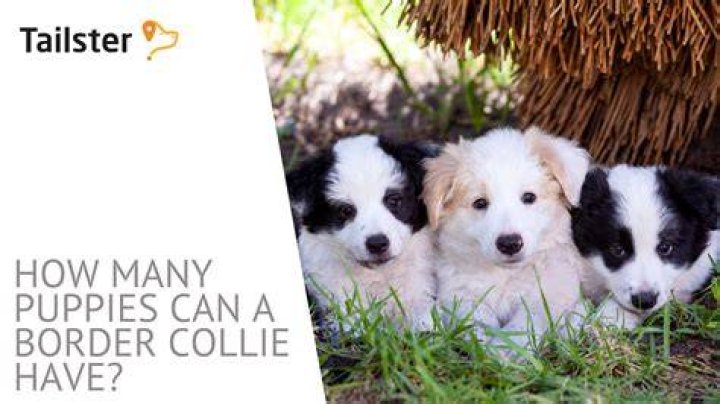 How many puppies do border collies have in their first litter?