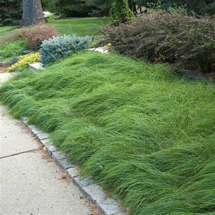 Is Sedge a perennial or annual?