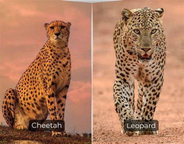 What's the difference between leopards and cheetahs?
