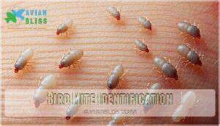 What are the symptoms of bird mites?