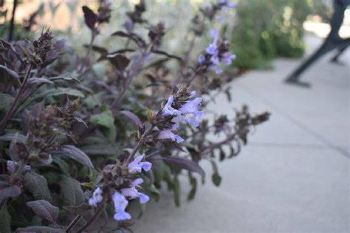 What Does Purple Sage look like?