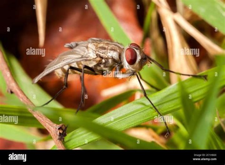 What is a young housefly called?