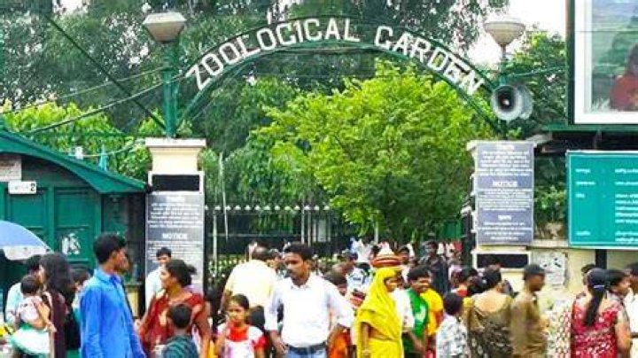 What is the entry fees of Alipore zoo?