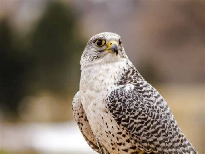 What is the largest game bird in Alberta?