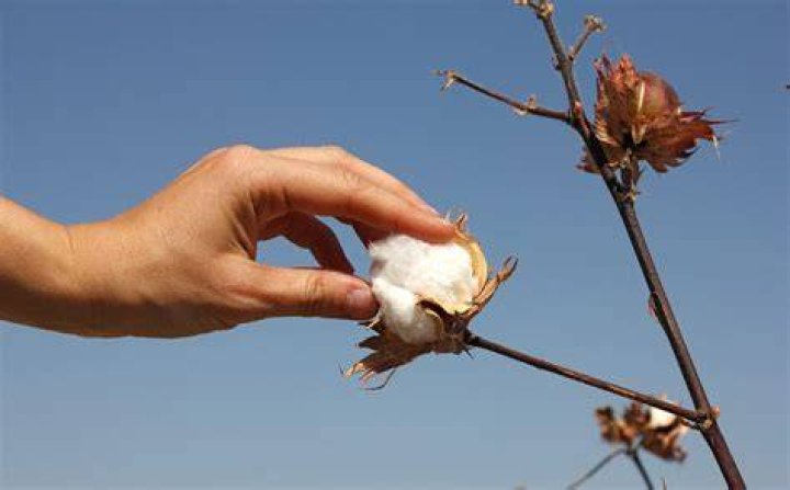 What time of year is cotton picked?
