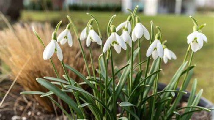 When should I plant snowdrops?