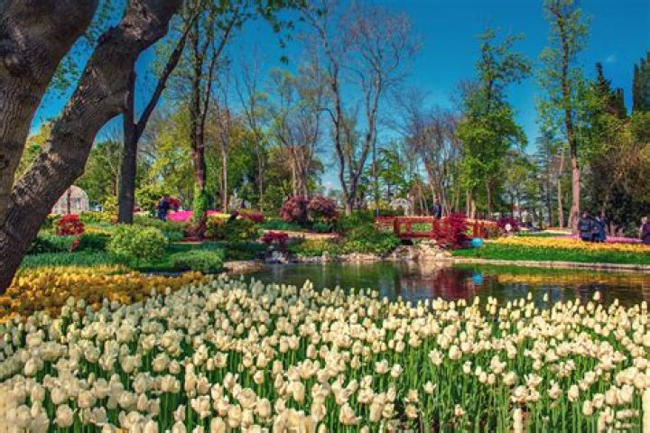 Who introduced tulips to Europe?