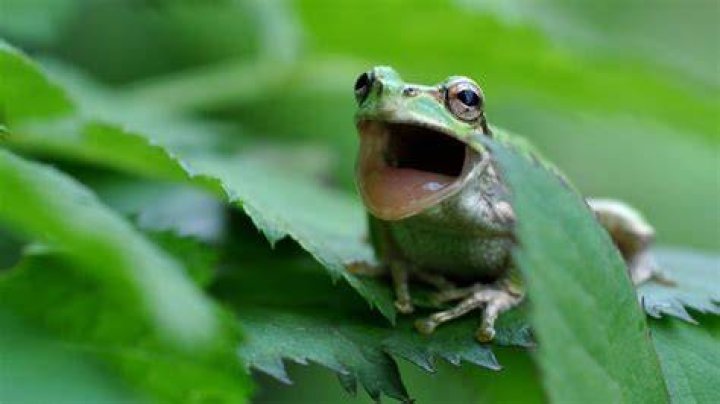 Why does a frog scream?