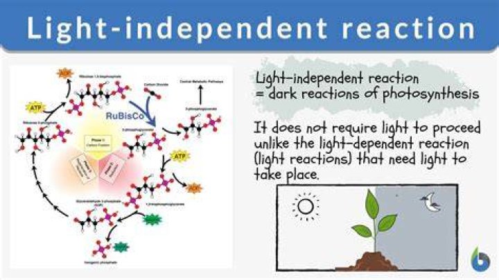 Why is the light independent reaction important?