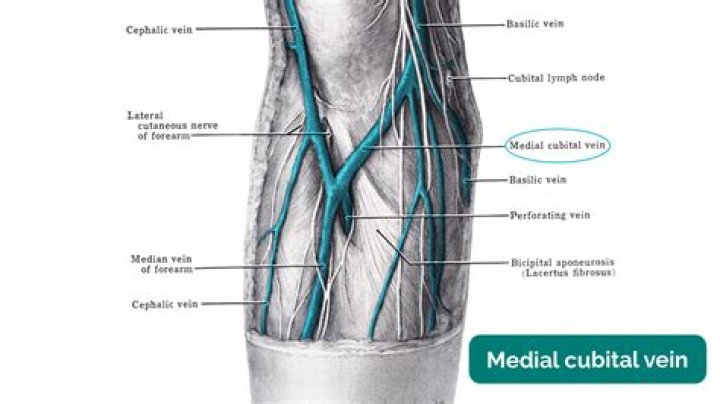 Why is the median cubital vein used for venipuncture?